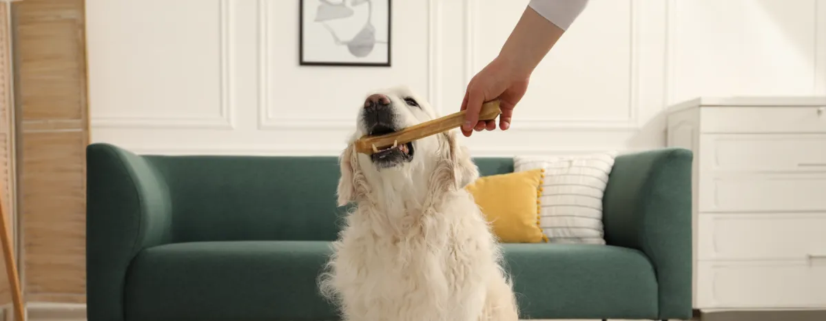 Can Dogs Eat Bones