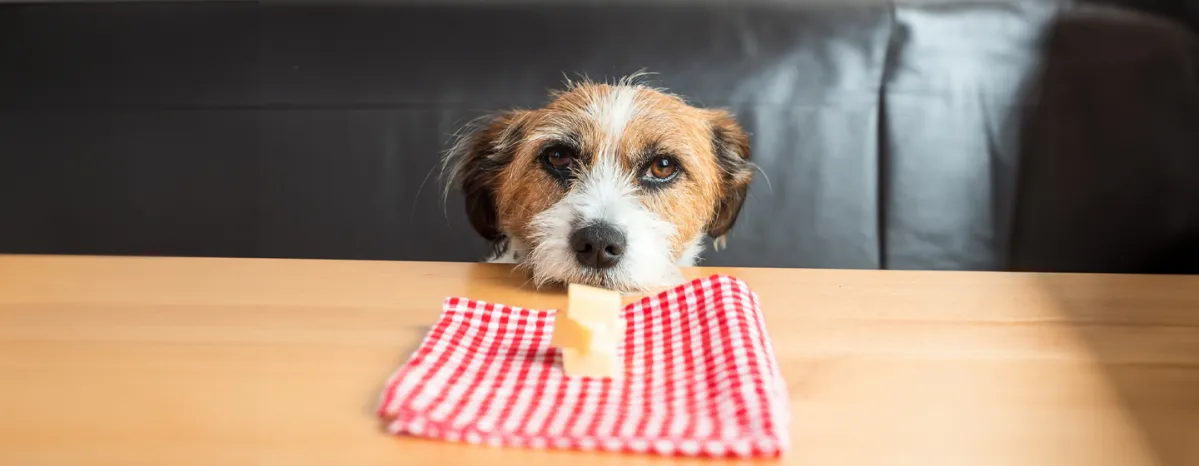 Can Dogs Eat Cheese