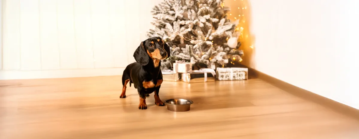 Can Dogs Eat Christmas Dinner