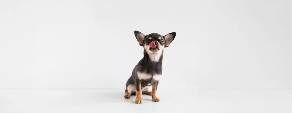 Can Dogs Eat Crab?