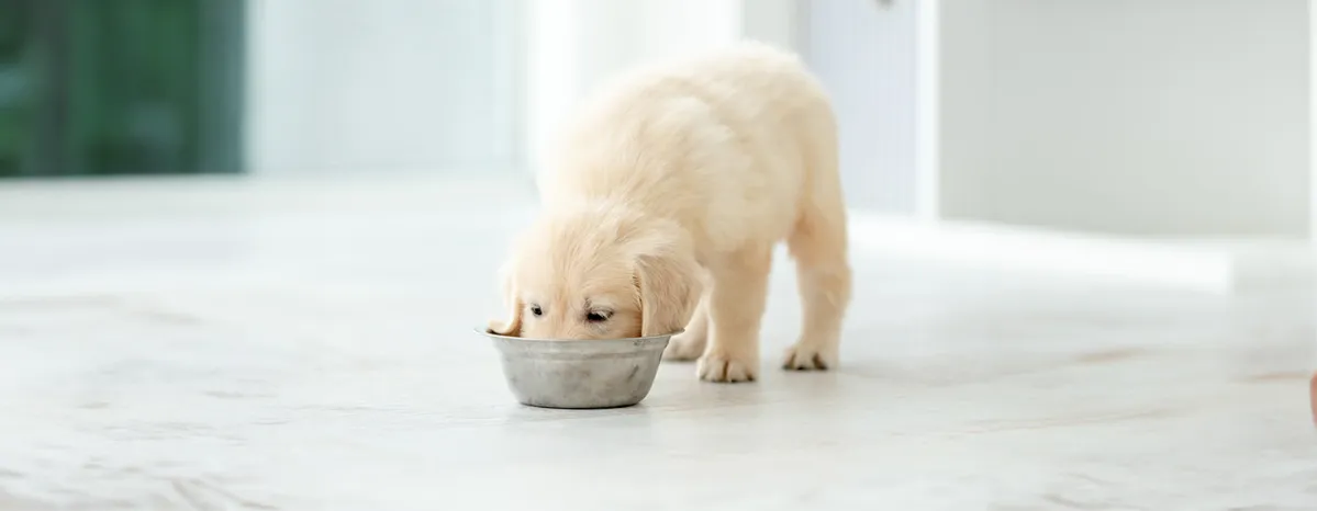 Can Dogs Eat Edamame? 