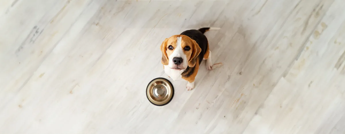Can Dogs Eat Garlic