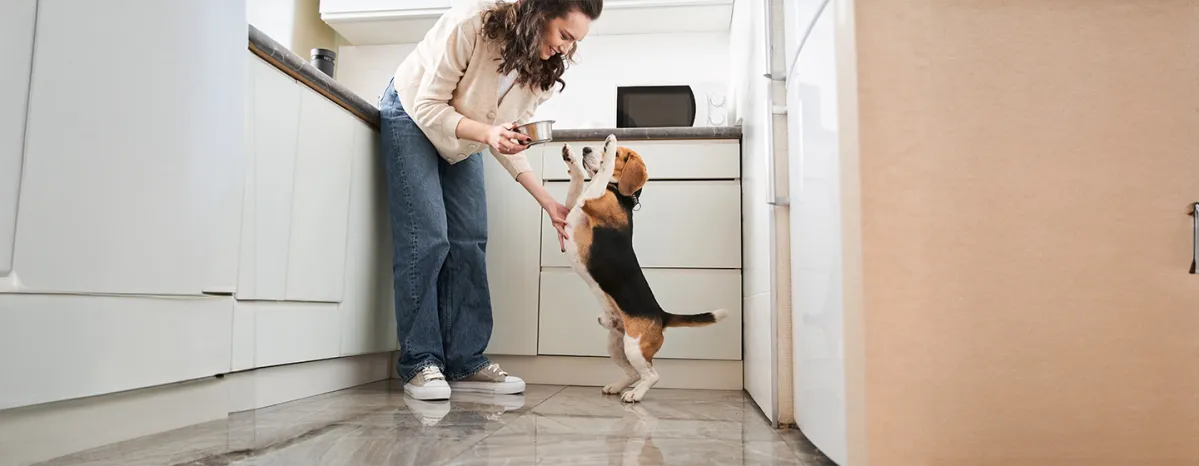 Can Dogs Eat Ham?