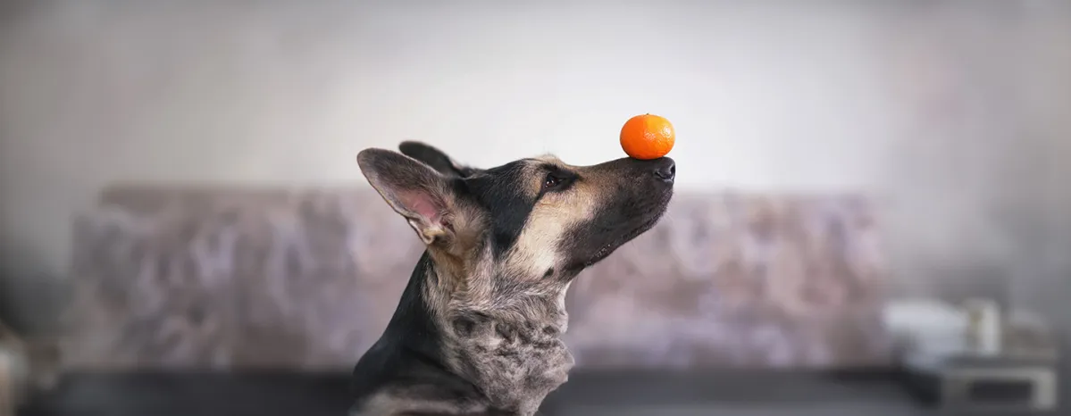 Can Dogs Eat Oranges