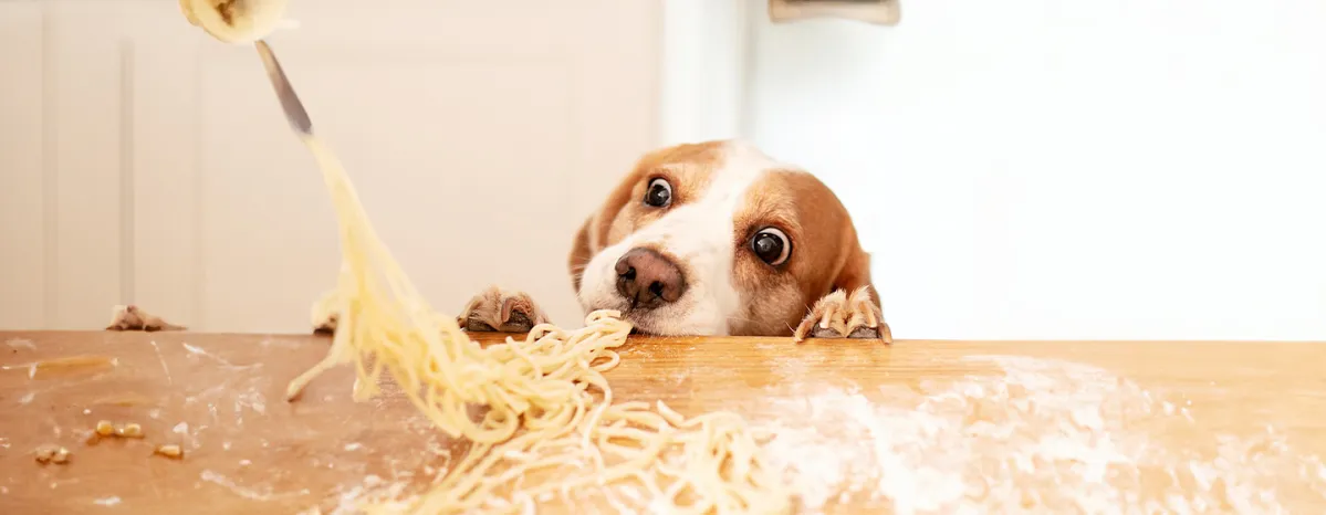 Can Dogs Eat Pasta, Spaghetti or Noodles?