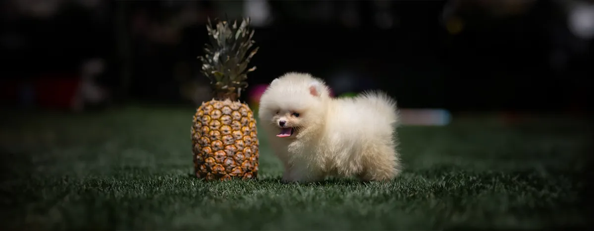 Can Dogs Eat Pineapple