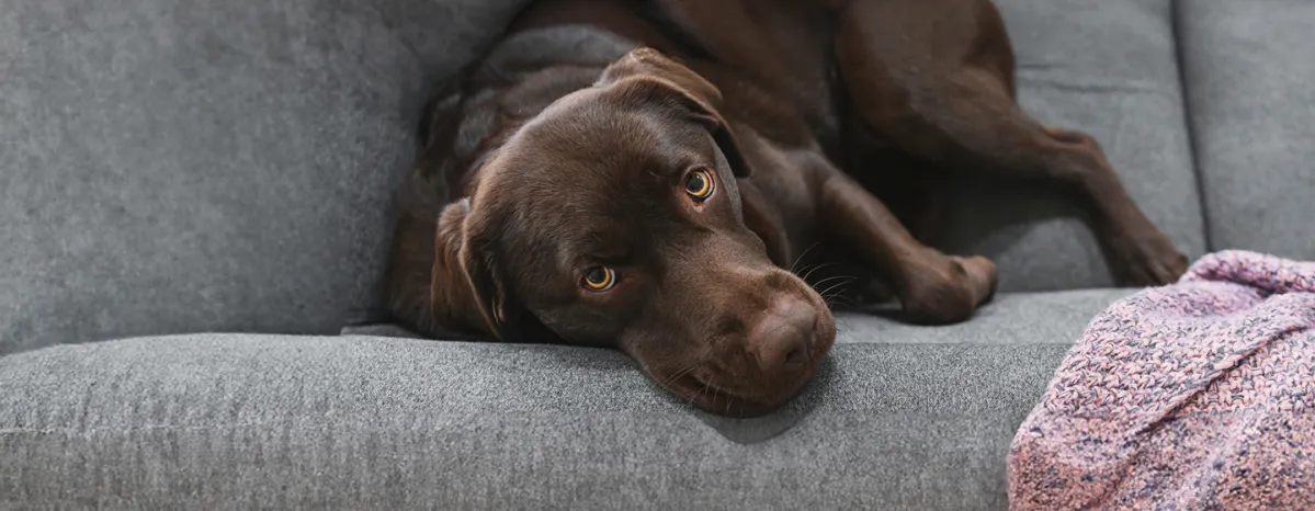 Cancer in dogs signs and treatment