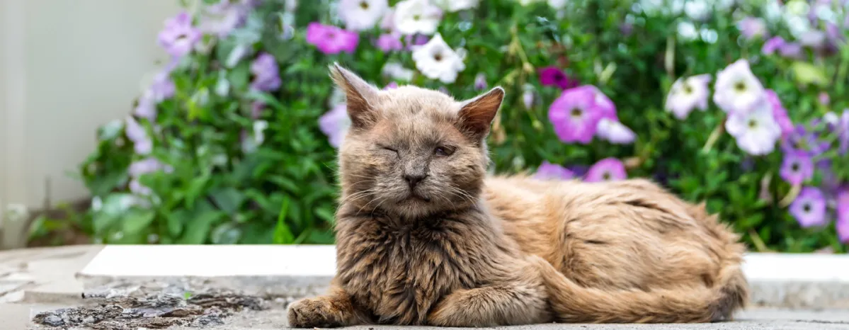 Cat Conjunctivitis Symptoms and Treatment