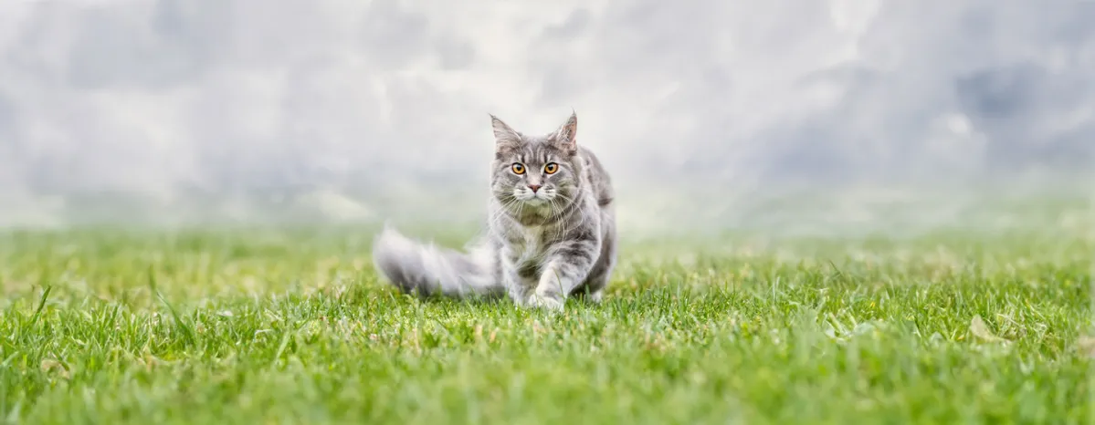 Cat Proofing Your Garden