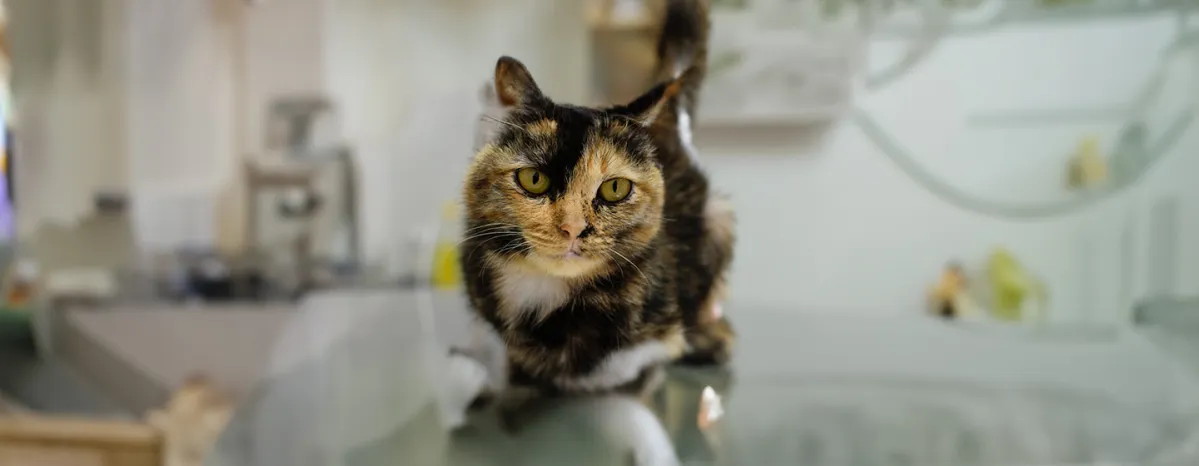 Cat Skin Cancers