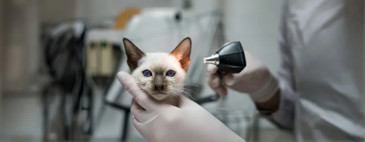 Cat mites: everything you need to know