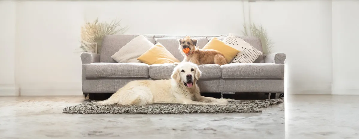 Coprophagia in Dogs