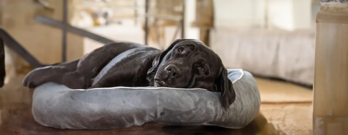 Do Dogs Dream?