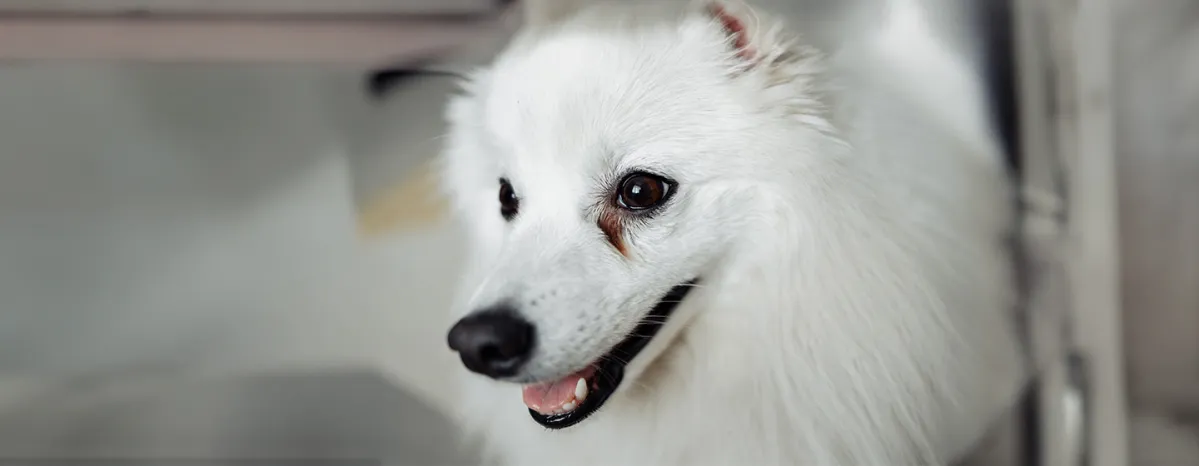 Dog Eye Infections Symptoms and Treatments