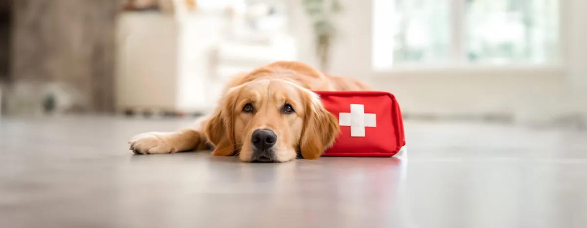 Dog First Aid Guide