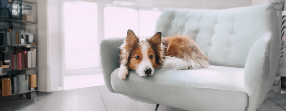 Dog Hackles  Why Do Dog’s Hairs Stand Up