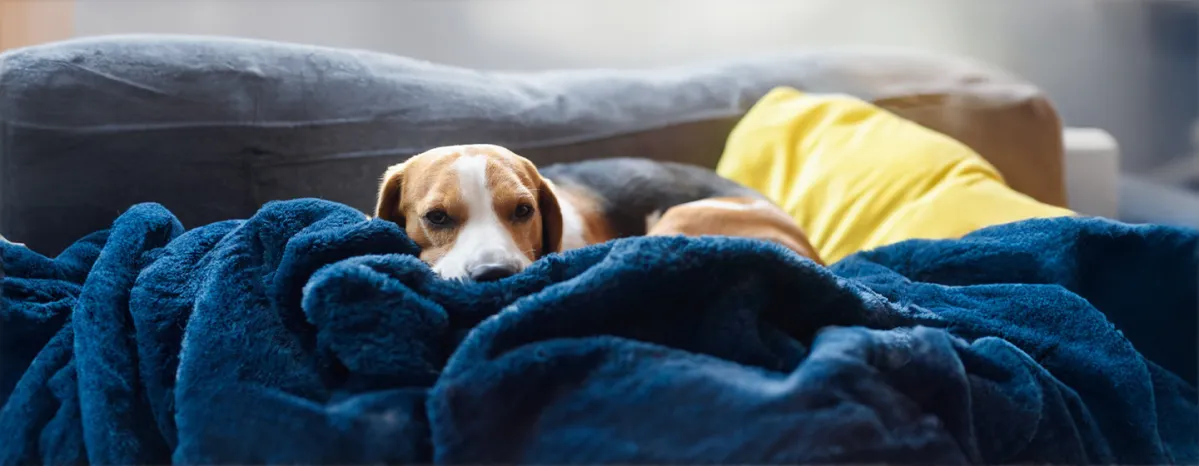 Dog Miscarriage