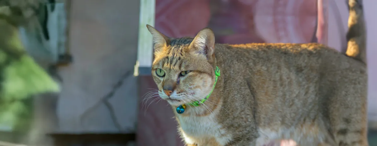 Everything You Need to Know About Cat Abscesses