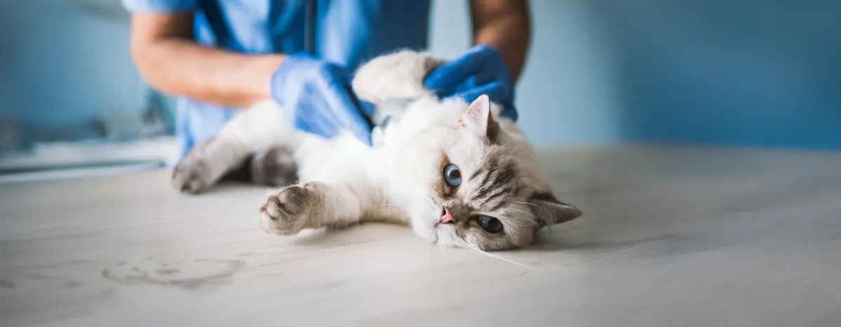 FIP in Cats What You Need to Know