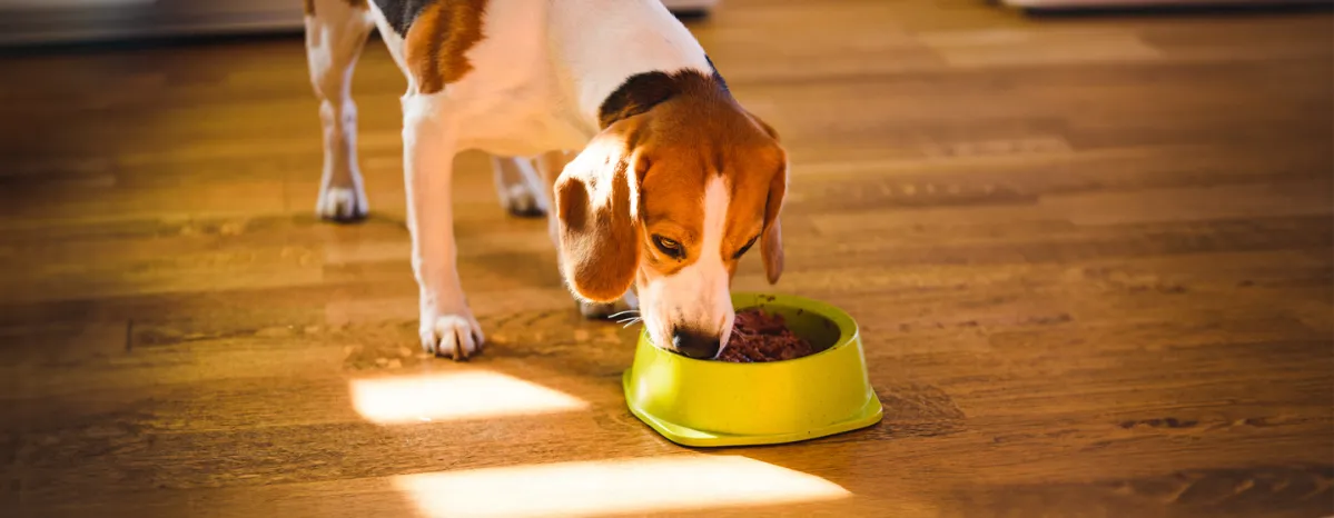 Feeding Your Adult Dog