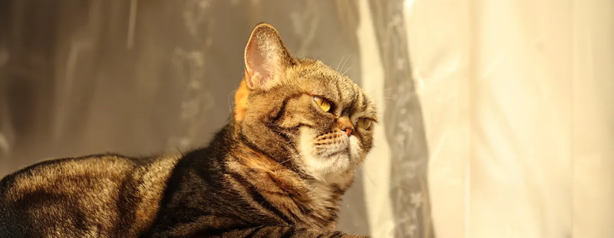 Hay fever in cats