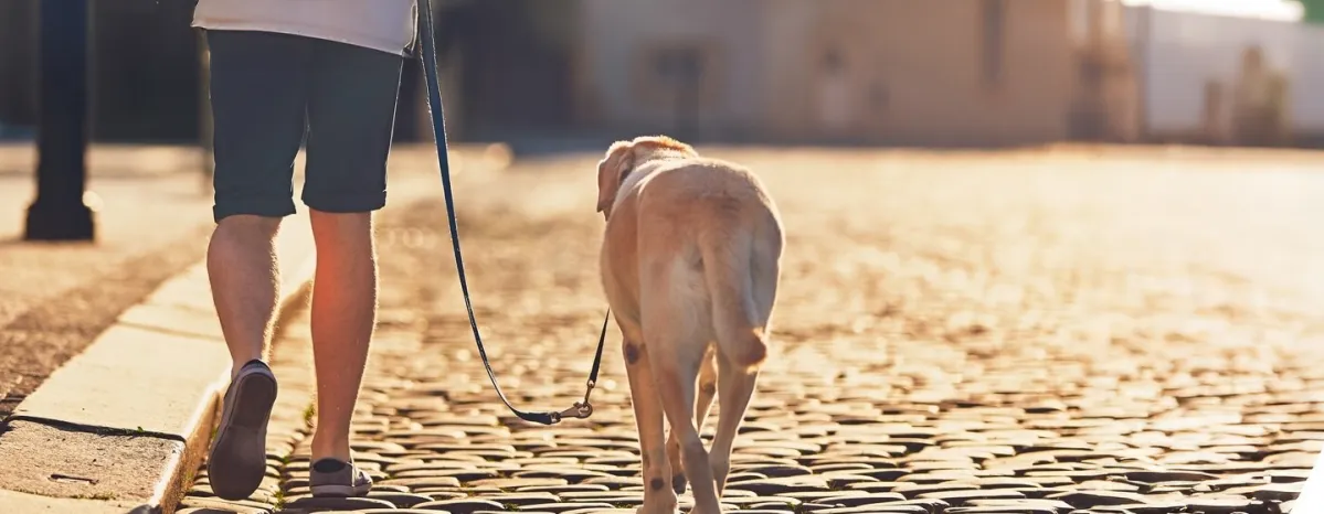 Helping Dogs Feel Comfortable When Out In The City