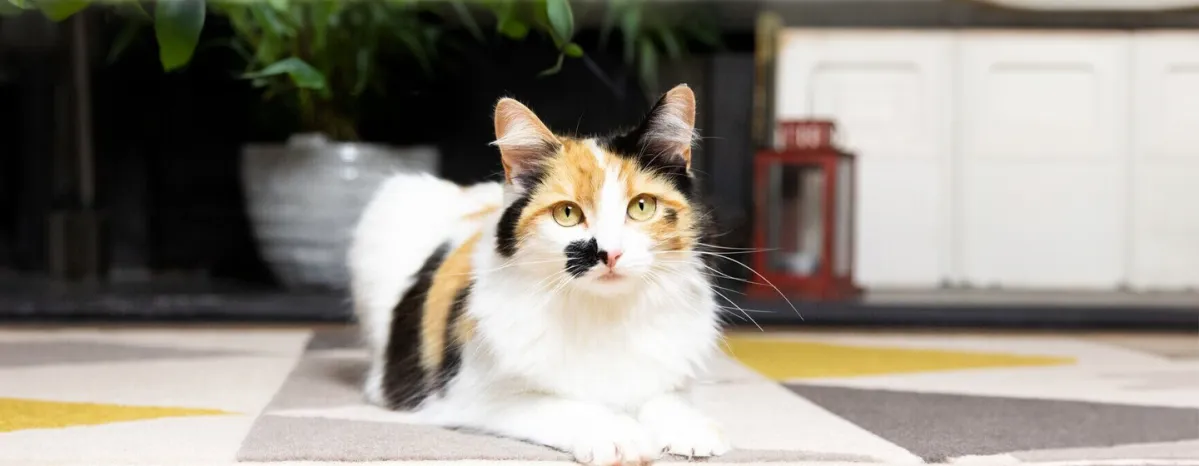 How Long Can You Leave a Cat or Kitten Alone