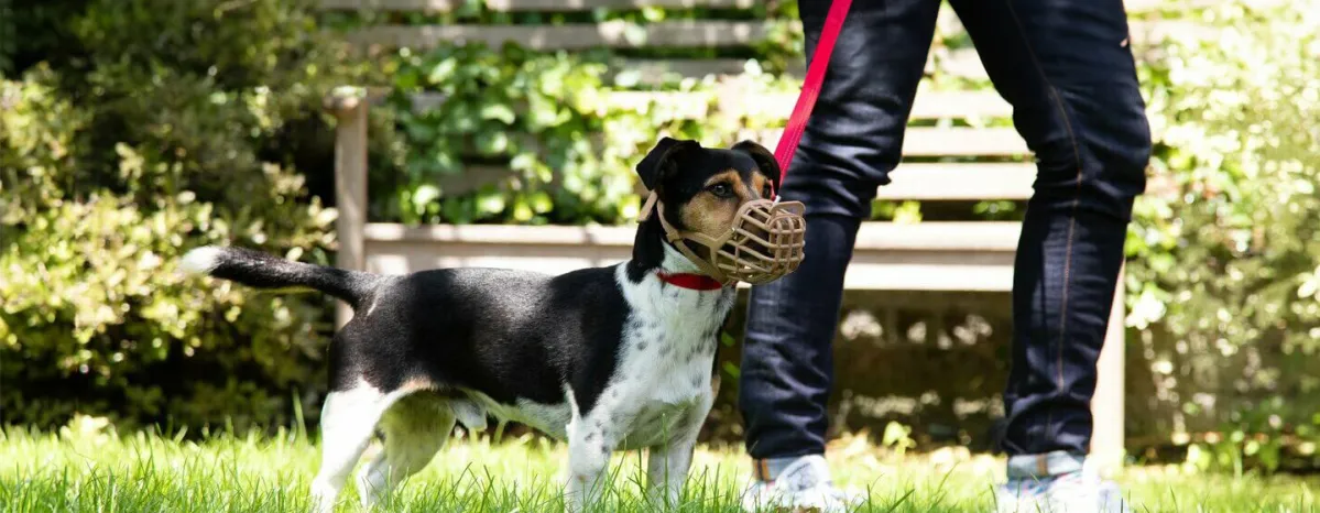 How to Stop Aggressive Dog Behaviour