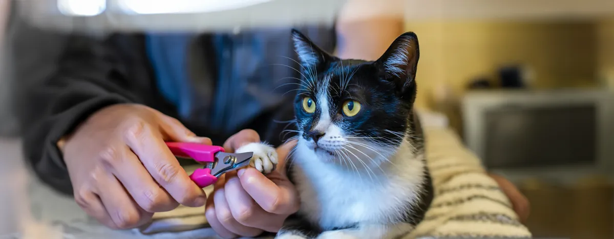 How to Trim Cat Nail Our Stress-Free Guide