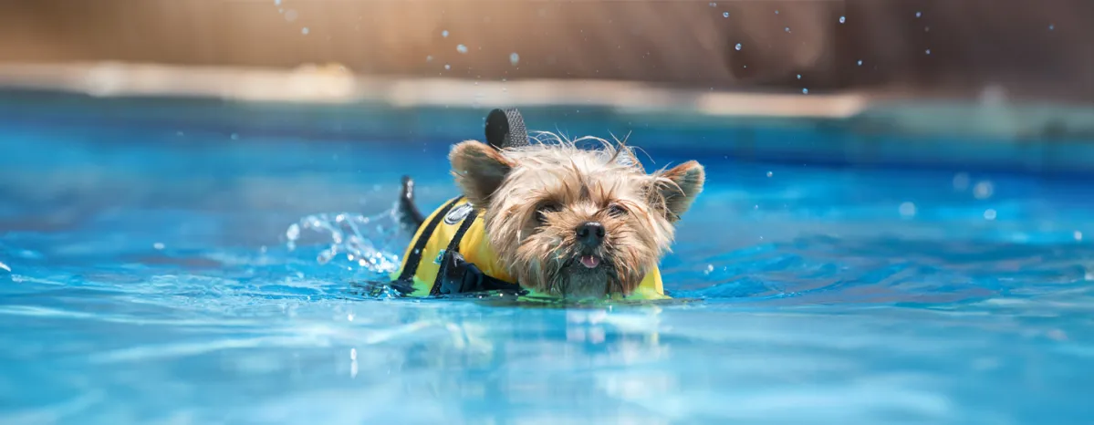 Hydrotherapy for Dogs