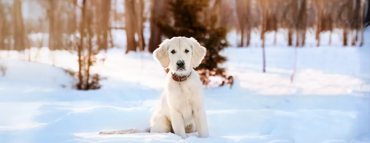 Hypothyroidism in Dogs Symptoms and Treatment