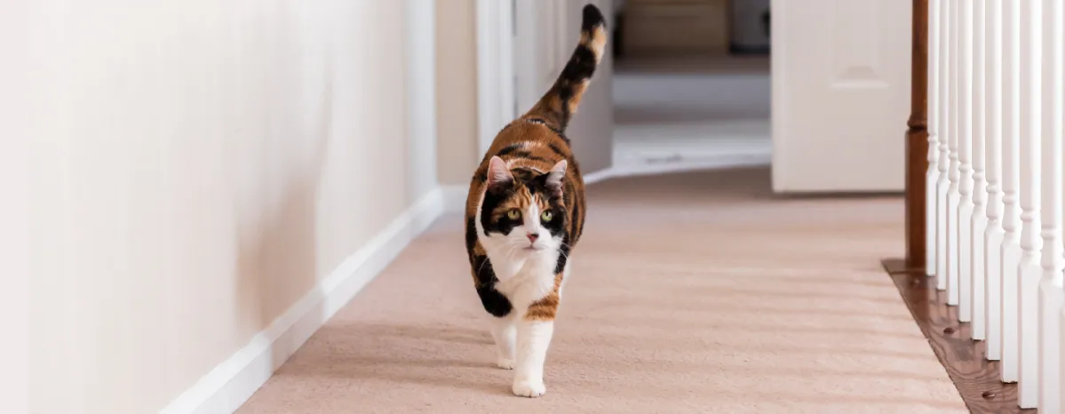 Keeping Your Senior Cat Happy and Healthy Exercise & Mental Stimulation