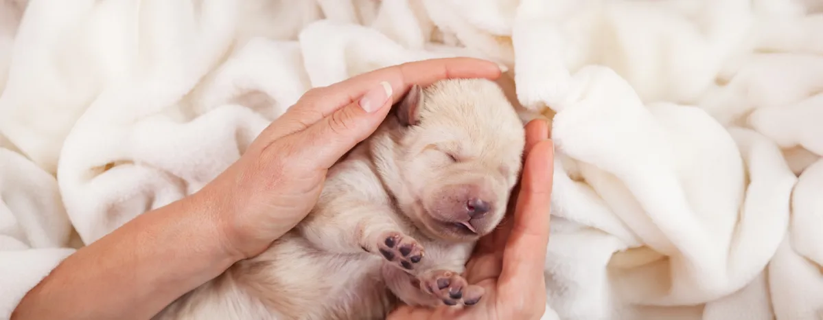 Looking After New-born Puppies