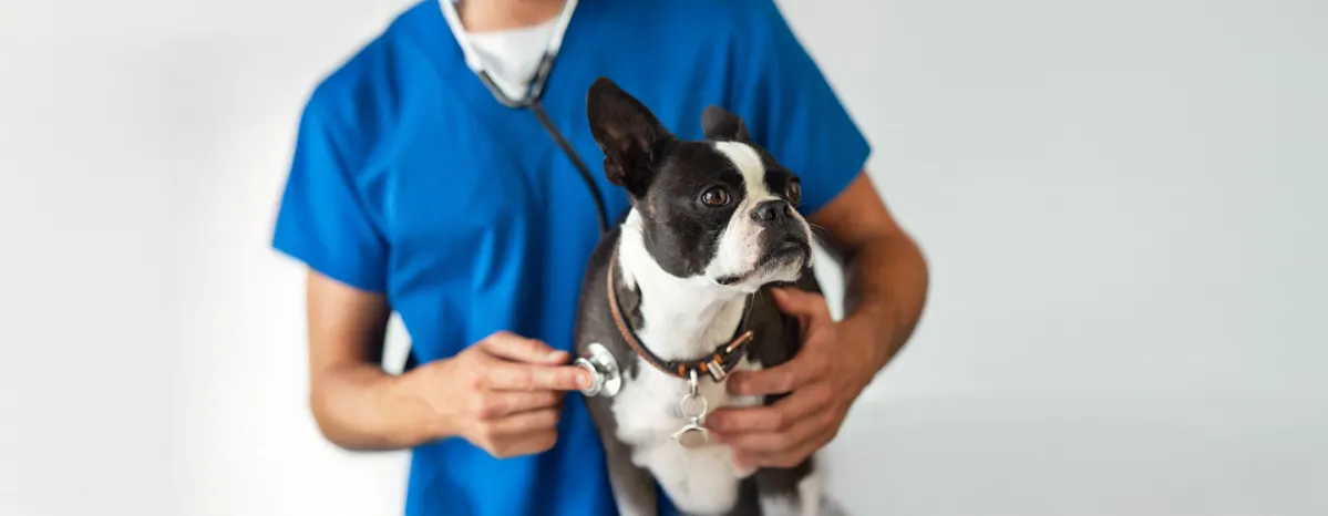 Lungworm in Dogs Causes, Signs and Treatment
