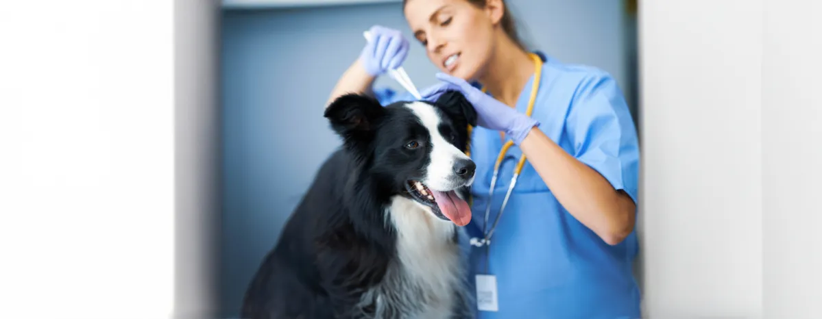 Lyme Disease in Dogs