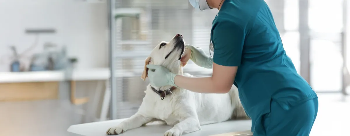Prednisone for Dogs – Is It Safe