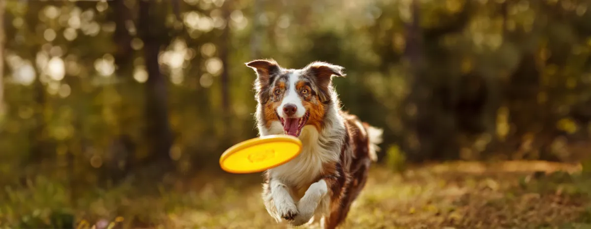 Puppy Recall Training in 6 Easy Steps