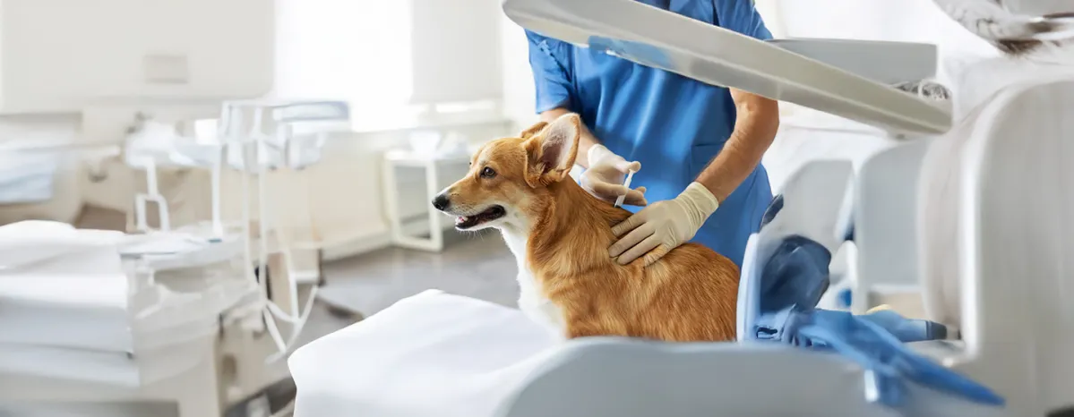Steroids for Dogs: How They Work & Side Effects