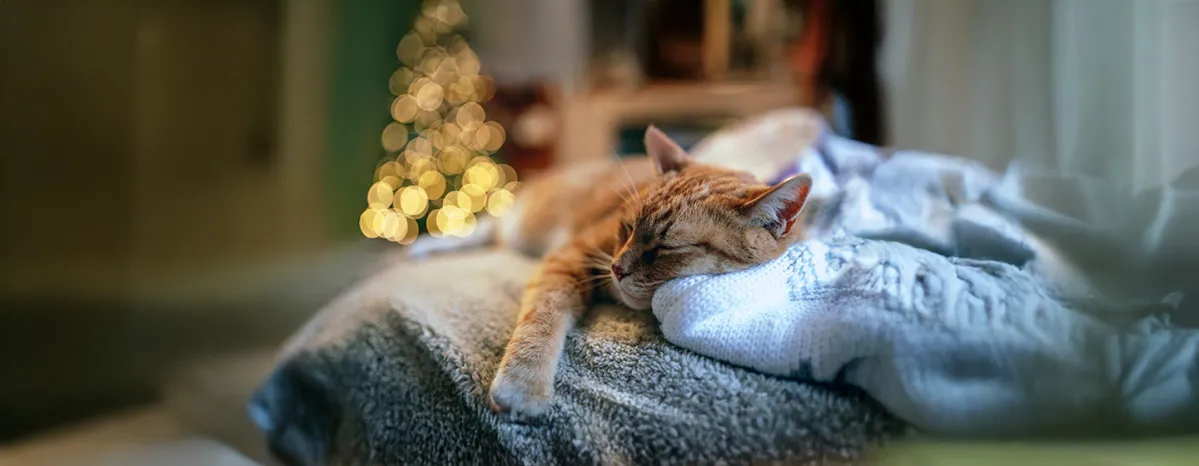 Putting Your Cat to Sleep
