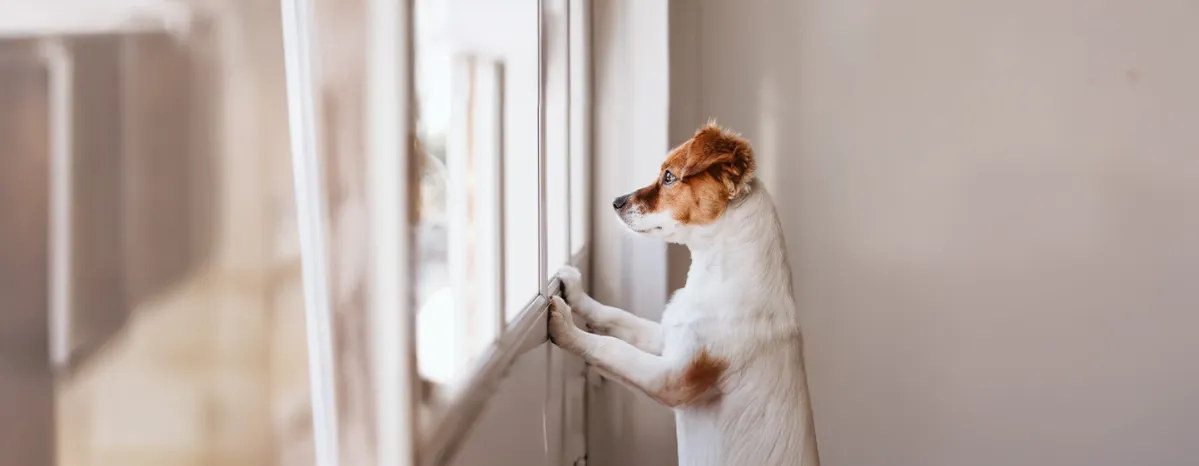 Separation Anxiety in Dogs Symptoms and Treatment