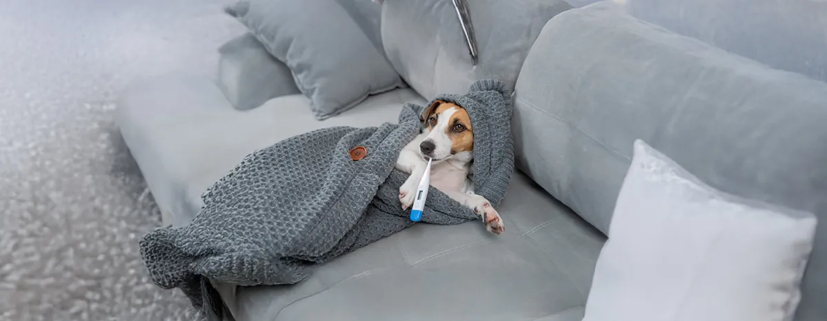 What Is a Normal Dog Temperature