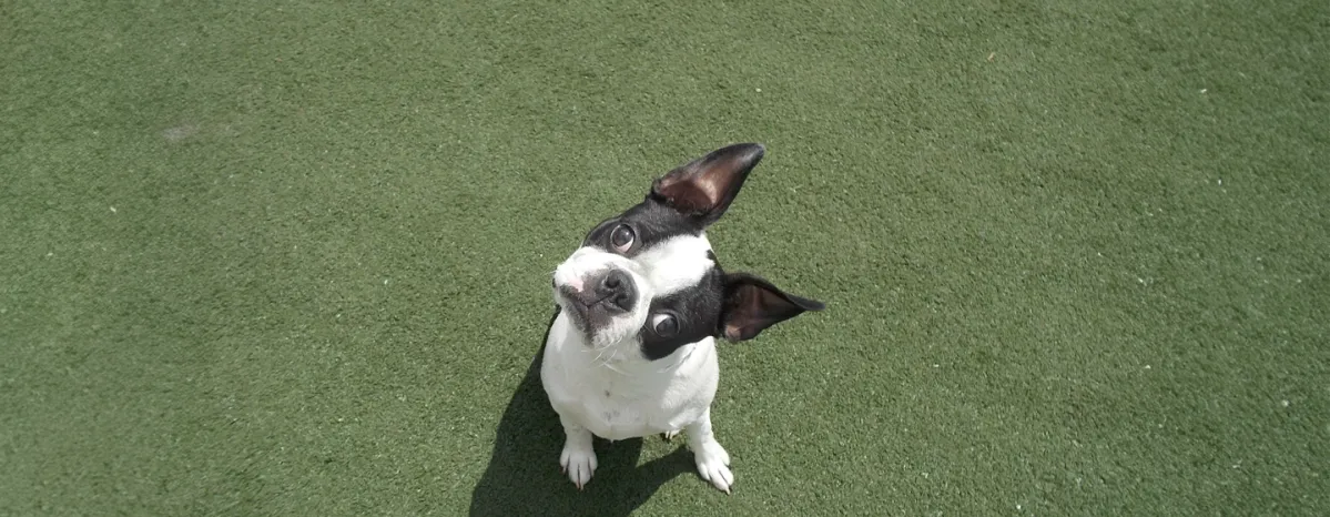 Why Do Dogs Tilt Their Heads