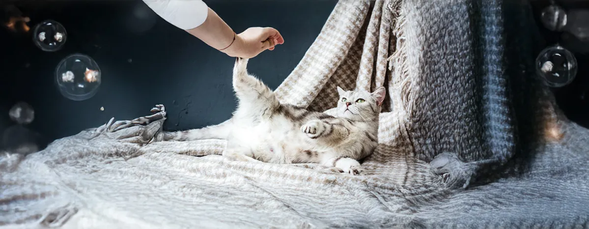 Top Things to Look Out For During Cat Pregnancy & Labour