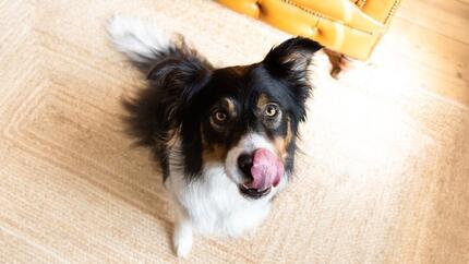 Senior Dog Food | Black, Brown And White Dog Licking Lips Sitting On The Floor