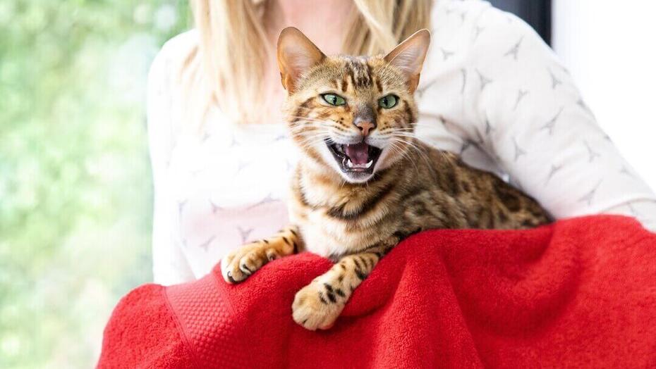 Cats Meowing At Night | Brown Striped Cat Meowing With Mouth Wide Open And Teeth Showing.