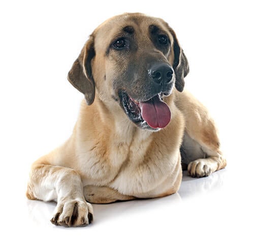 Anatolian Shepherd Dog