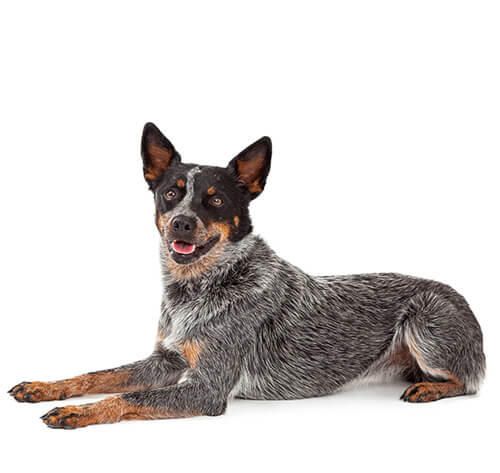 Australian Cattle Dog