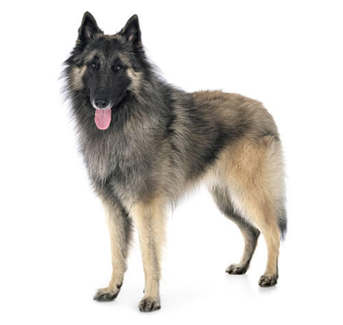 Belgian Shepherd Dog Tervueren