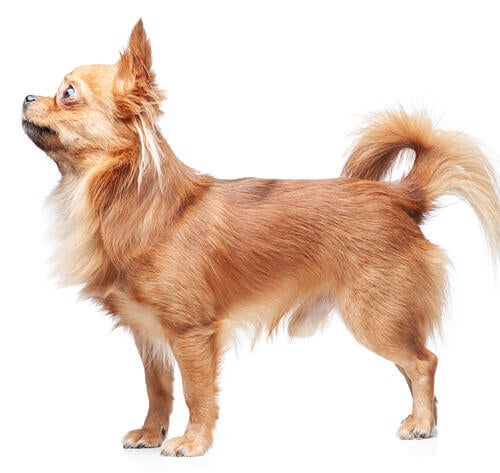 Chihuahua (Long Coat)