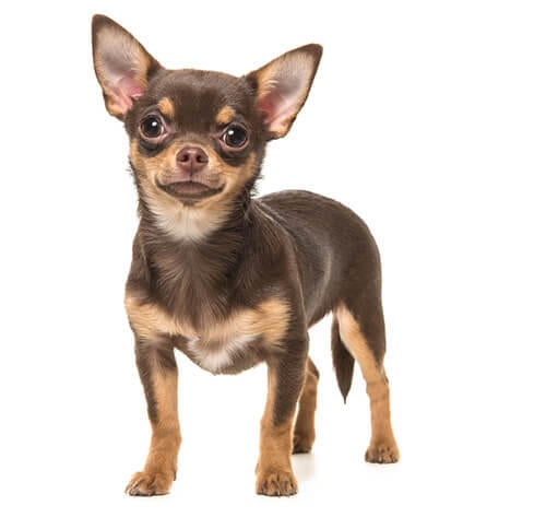 Chihuahua (Smooth Coat)